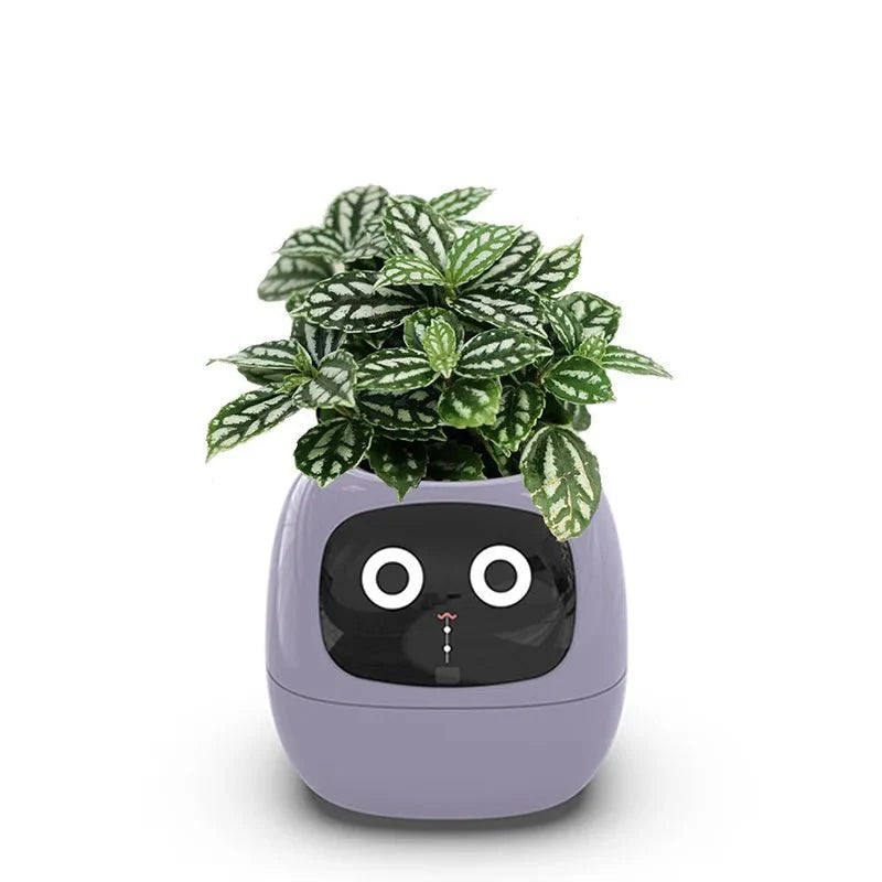 Quincelle: Smart Planter with AI — View 5