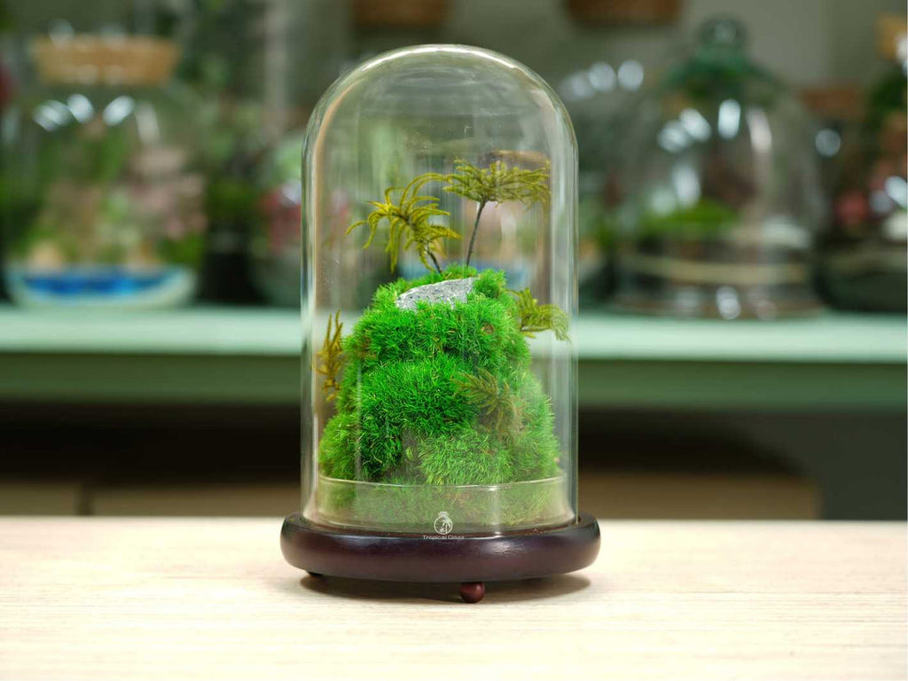 Preserved Moss Terrarium in Glass Dome — Low-Maintenance Botanical Decor with Wooden Base