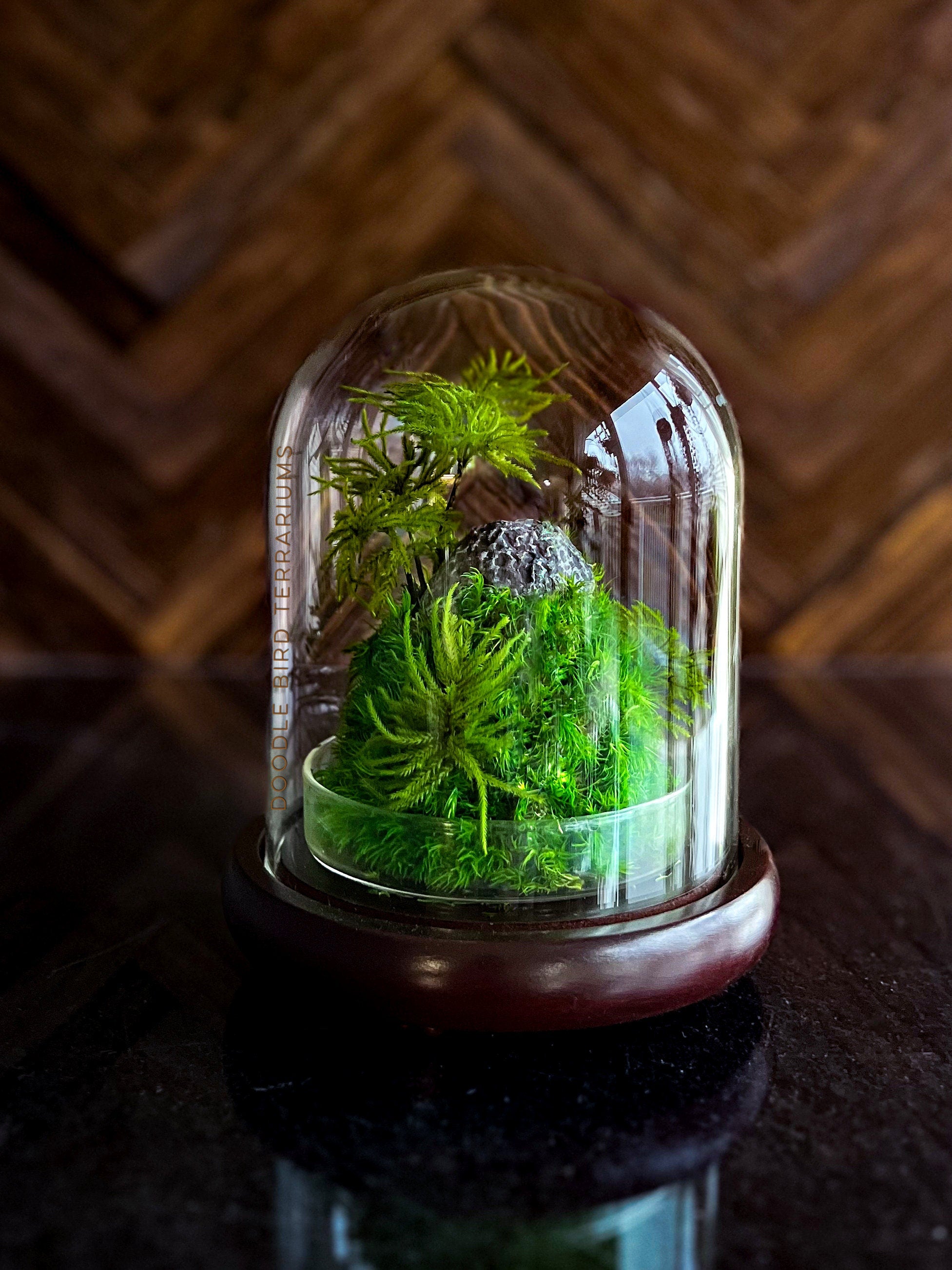 Preserved Moss Terrarium in Glass Dome — Low-Maintenance Botanical Decor with Wooden Base
