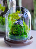Preserved Moss Terrarium in Glass Dome — Low-Maintenance Botanical Decor with Wooden Base